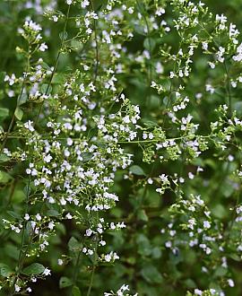 Calamintha n. nepeta Pot 9 cm