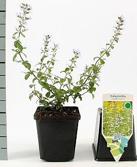 Calamintha n. nepeta Pot 9 cm