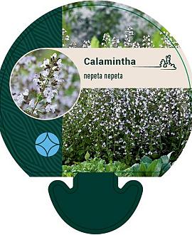 Calamintha n. nepeta Pot 9 cm