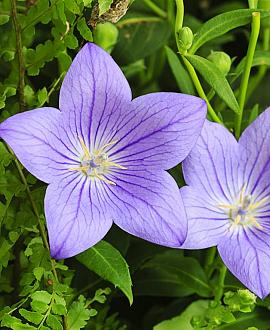 Campanula c. 'Blaue Clips' Pot 9 cm