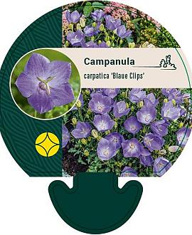 Campanula c. 'Blaue Clips' Pot 9 cm