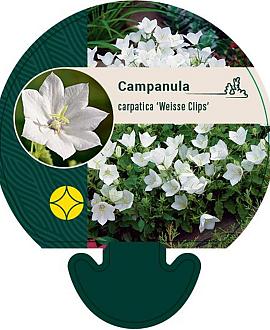 Campanula c. 'Weisse Clips' Pot 9 cm