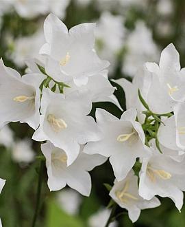 Campanula c. 'Weisse Clips' Pot 9 cm
