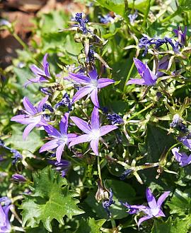 Campanula garganica Pot 9 cm