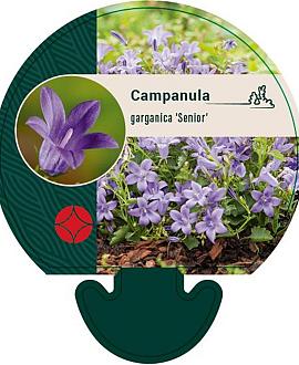 Campanula garganica 'Senior' Pot 9 cm