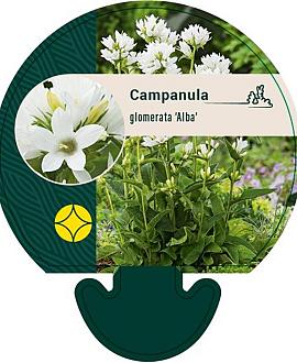 Campanula glom. 'Alba' Pot 9 cm