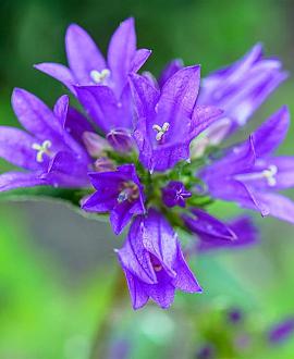 Campanula glom. 'Speciosa' Pot 9 cm