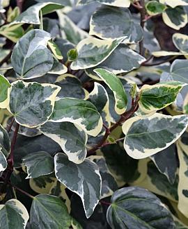 Hedera alg. 'Gloire de Marengo' Pot 2 Liter