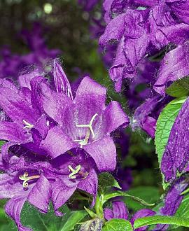 Campanula glom. 'Superba' Pot 9 cm