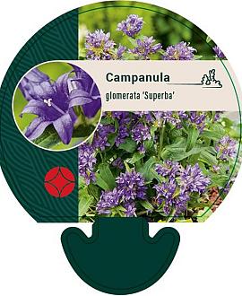 Campanula glom. 'Superba' Pot 9 cm
