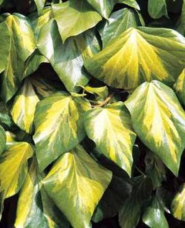 Hedera colchica 'Sulphur Heart' Pot 2 Liter