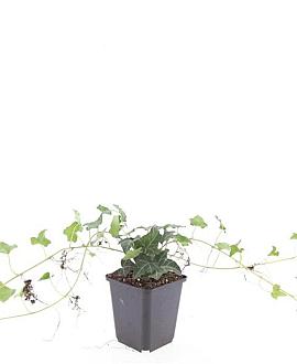 Hedera helix Pot 9 cm