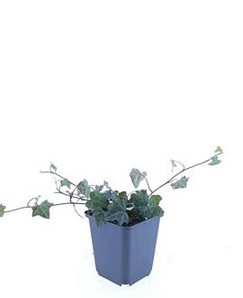 Hedera helix Pot 9 cm