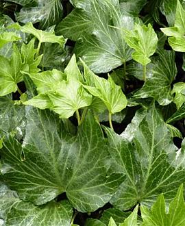 Hedera hel. 'Green Ripple' Pot 2 Liter