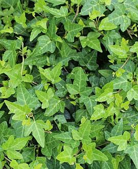 Hedera hel. 'Shamrock' Pot 2 Liter