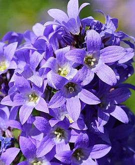 Campanula lact. 'Prichard's Var.' Pot 9 cm