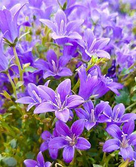 Campanula latifolia macrantha Pot 9 cm