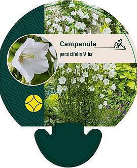 Campanula pers. 'Alba' Pot 9 cm