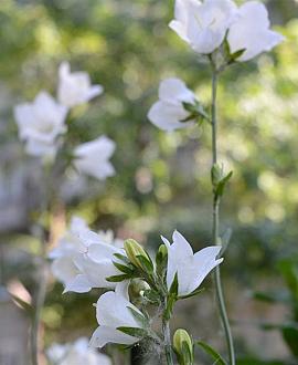 Campanula pers. 'Alba' Pot 9 cm