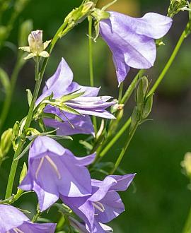 Campanula pers. 'Coerulea' Pot 9 cm