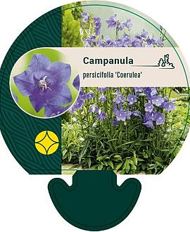 Campanula pers. 'Coerulea' Pot 9 cm