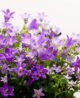 Campanula portenschlagiana Pot 9 cm