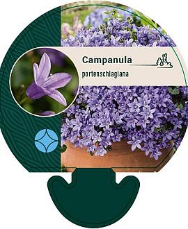 Campanula portenschlagiana Pot 9 cm