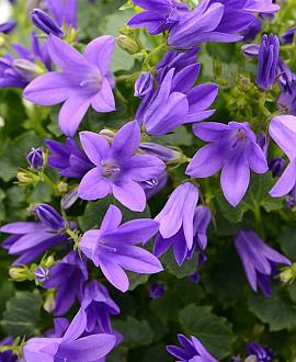 Campanula poscharskyana Pot 9 cm