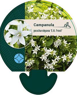 Campanula posch. 'E.H. Frost' Pot 9 cm