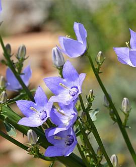Campanula pyramidalis Pot 9 cm