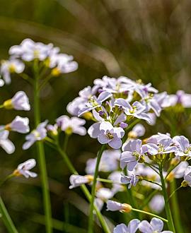 Cardamine pratensis Pot 9 cm