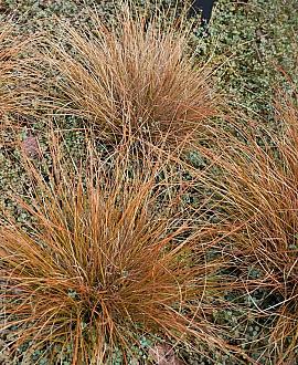 Carex buchananii Pot 9 cm