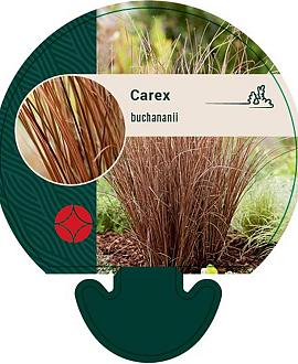 Carex buchananii Pot 9 cm