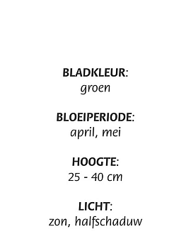 Carex morrowii Pot 9 cm