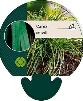 Carex morrowii Pot 9 cm