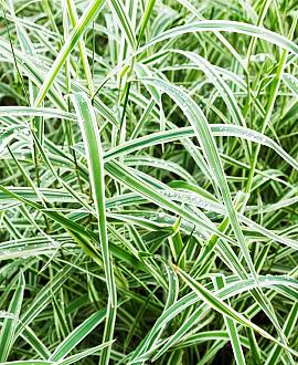 Carex morrowii 'Variegata' Pot 9 cm