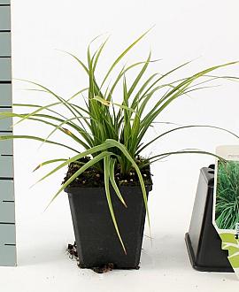 Carex morrowii 'Variegata' Pot 9 cm