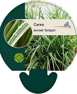 Carex morrowii 'Variegata' Pot 9 cm