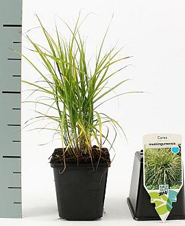 Carex muskingumensis Pot 9 cm