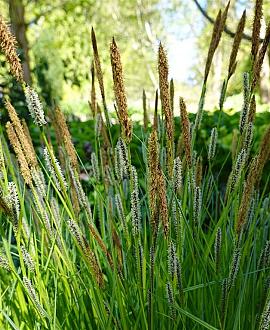 Carex muskingumensis Pot 9 cm