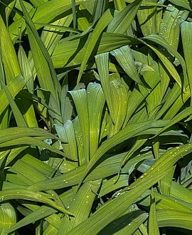 Carex plantaginea Pot 9 cm