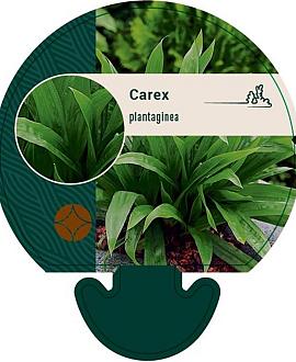 Carex plantaginea Pot 9 cm