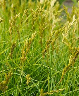 Carex pseudocyperus Pot 9 cm