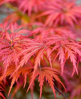 Acer pal. 'Fireglow' Pot 18 liter 100 - 125 cm