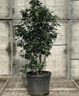 Camelia j.  'Perfection White' Pot 30 Liter 100 - 125 cm