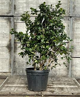 Camellia 'Black Lace' Pot 30 Liter 100 - 125 cm