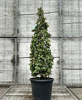 Carpinus bet. 'Fast. Monument' Pot 35 Liter 125 - 150 cm