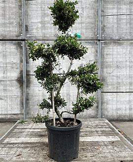 Ilex crenata 'Kimmei' Pot 18 liter Bonsai