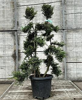 Ilex crenata 'Kimmei' Pot 25 Liter Bonsai
