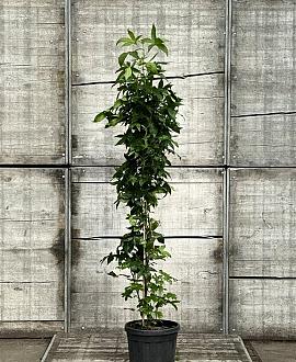 Liquidambar s. 'SlenderSilhouette' Pot 10 liter 100 - 125 cm